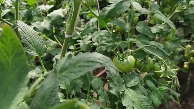 Появились пятна на листьях, томатов, что это и как с этим бороться