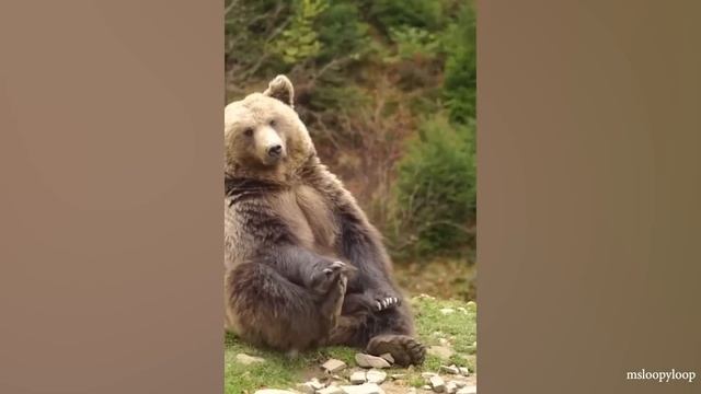 ЖИВОТНЫЕ оказались ЗАБАВНЕЕ, ЧЕМ ВЫ ОЖИДАЛИ! СМЕЙТЕСЬ ОТ ДУШИ ПРЯМО СЕЙЧАС!