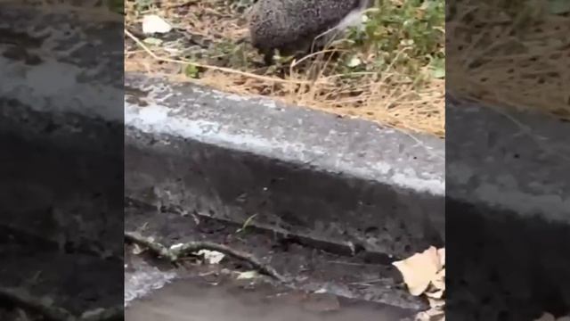 Нашествие ежей замечено в ЛНР 

Колючие друзья не боятся людей и выходят гулять прям под подъезд мно