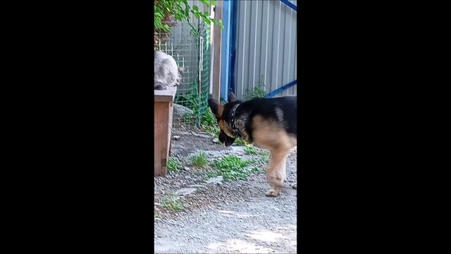 Собака. Кот. Том и Кос