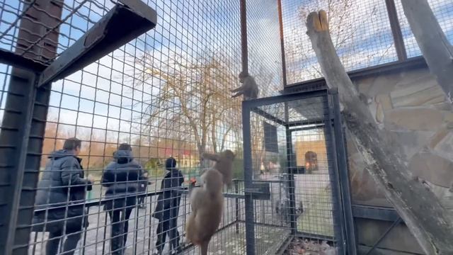 Люська жестко оттаскивает Степашку за волосы от любимого папы Влада