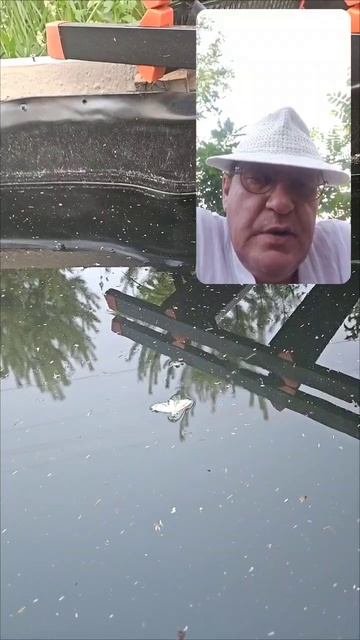 Сильный приворот  на бабочку , сачек.