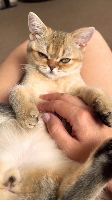 Мурчание котика-лучший релакс ( нам 4 месяца❤️)