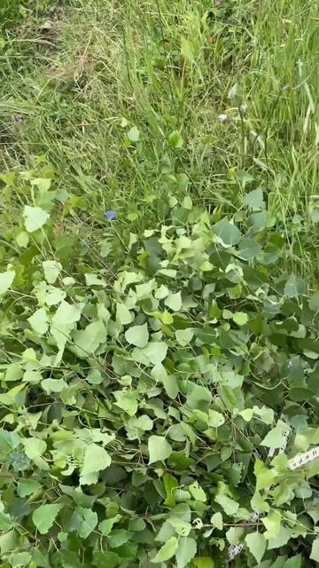 Заготовка березовых веников
Веники для бани