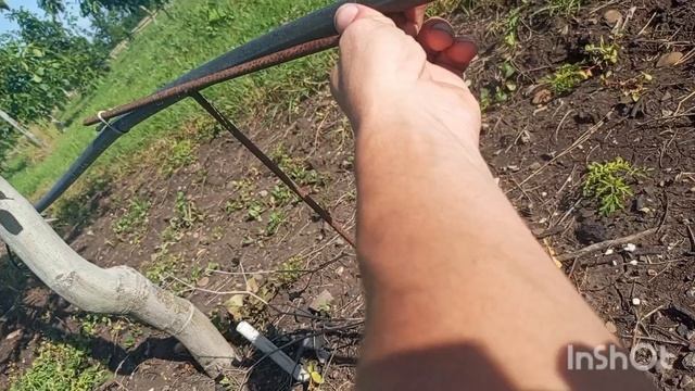 Не поливайте орех весной.