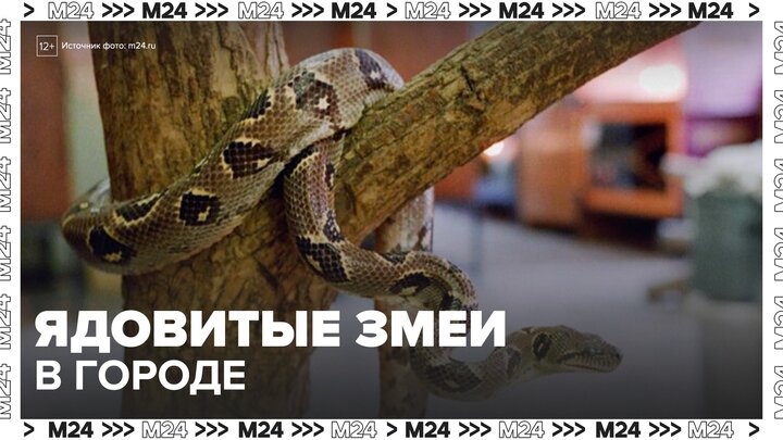 Ядовитую змею заметили рядом с детской площадкой в Москве - Москва 24