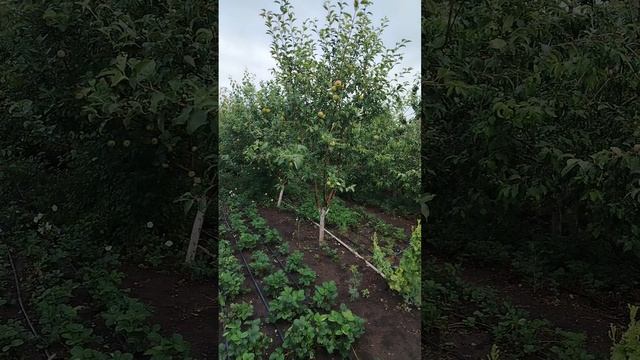 Всем привет из Сладково!
