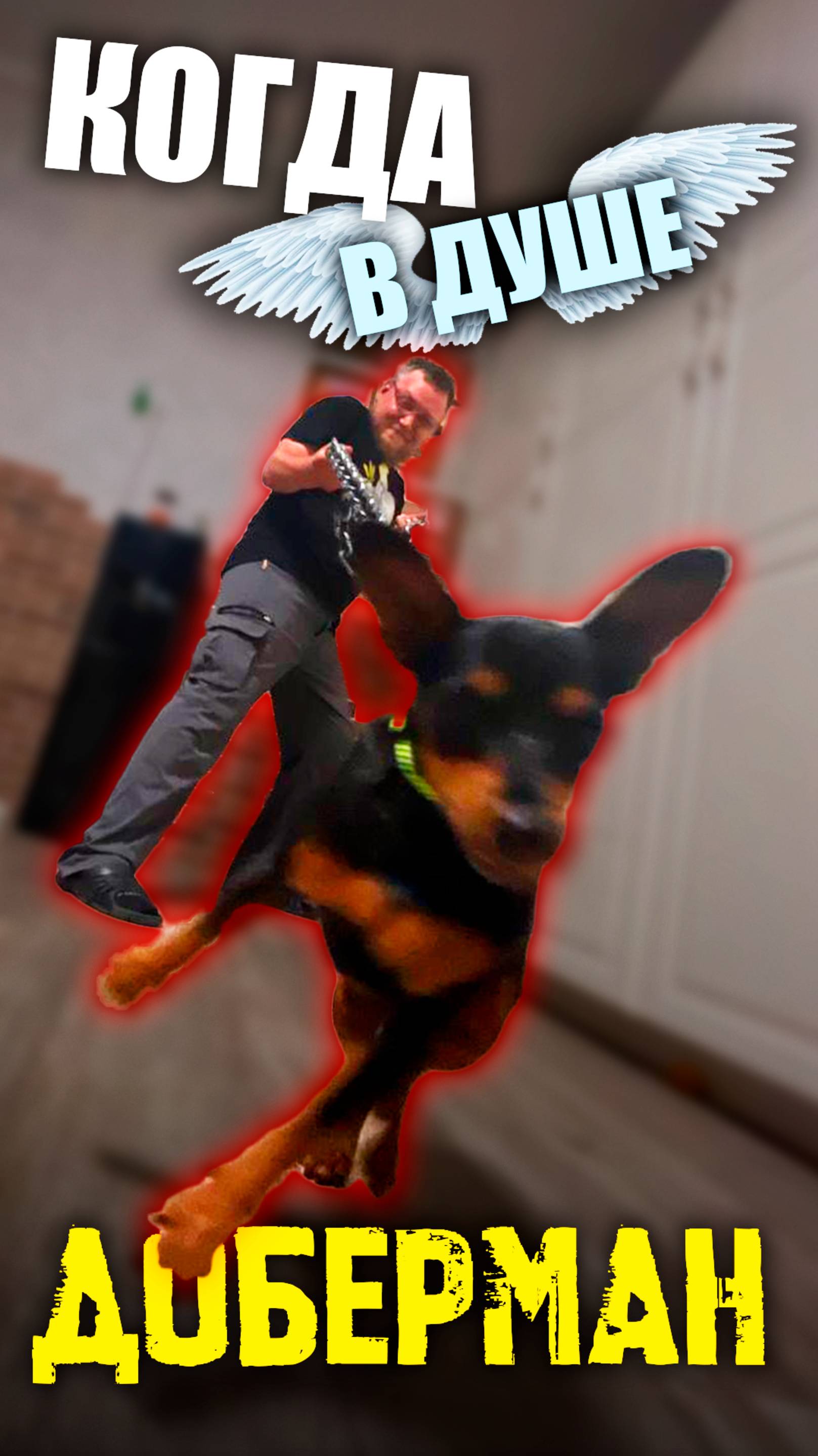 когда в душе ты ОГРОМНЫЙ ДОБЕРМАН 😄😂🤣 #юмор #собаки #смешныесобаки