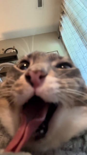 tiktok_iamrigbycat_7518199451027131662