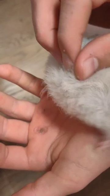 VID-20250628-WA0002.mp4