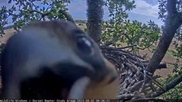 Звезда экрана! Любопытный птенец сапсана кокетничает с камерой — клюёт объектив и эффектно позирует