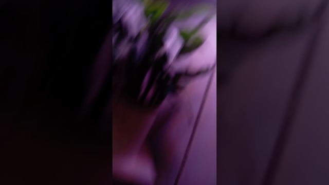 🍅 Выращиваю помидоры. Часть 1🍅