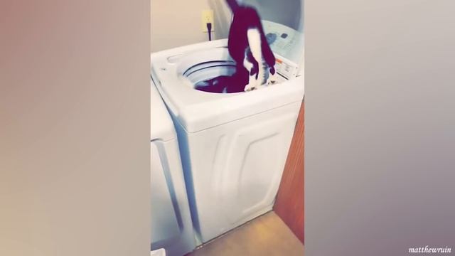 Веселые ЖИВОТНЫЕ, Которые Обязательно Скрасят Ваш День