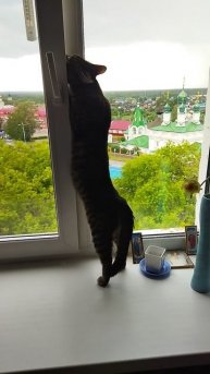 На волю, на волю, хочу я на волю!!!