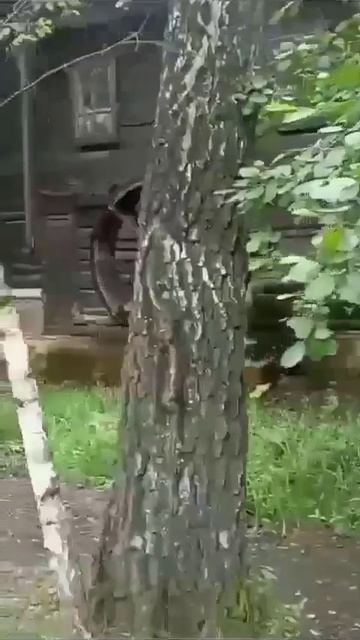 Истоки. Жива еще, старушка? (Водяная мельница 19 века)