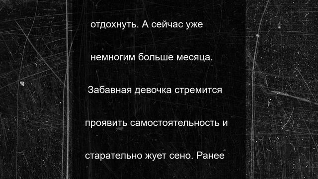 Месячный верблюжонок начал забавлять посетителей хакасского зоопарка