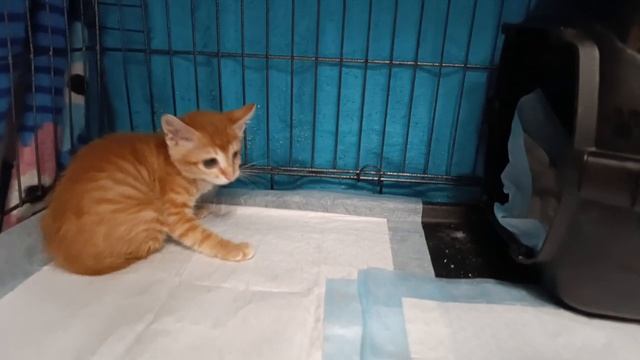 Забрали с улицы особенного котенка Тыковку, нет двух задних лапок и поврежден глазик.