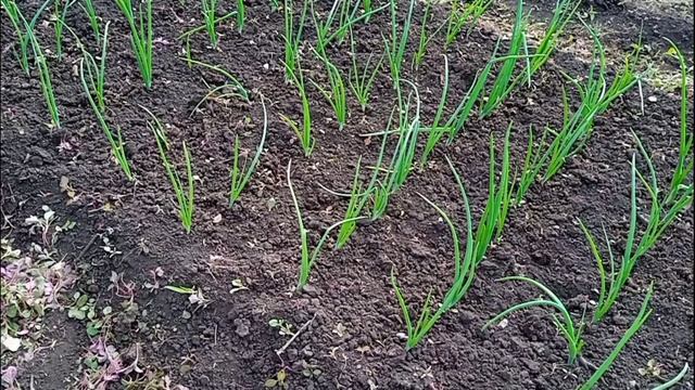 чем подкормить лук чтобы получить хороший урожай