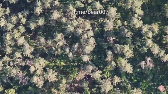 Кадры уничтожения украинских боевиков и военной техники ВСУ в  Черниговской и Сумской областях. ...