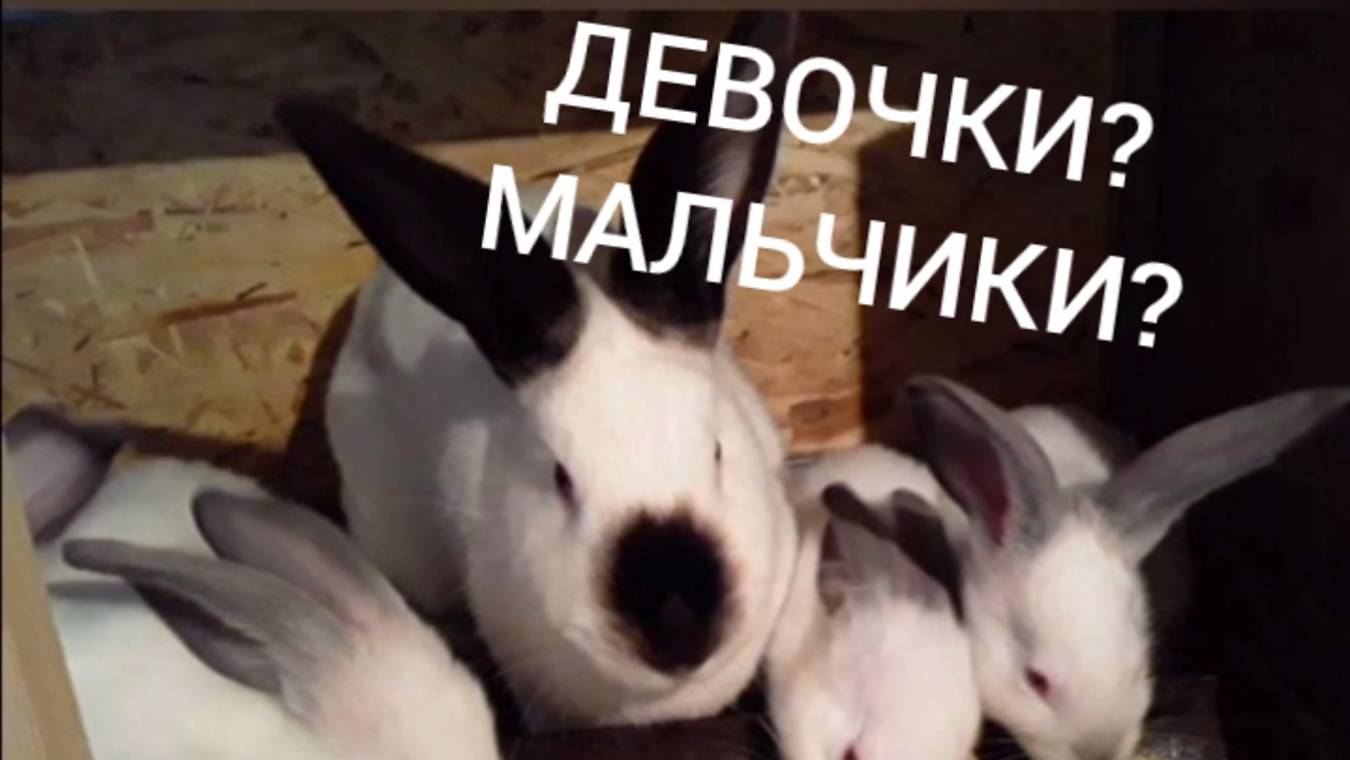 Девочки? Мальчики? 🐇