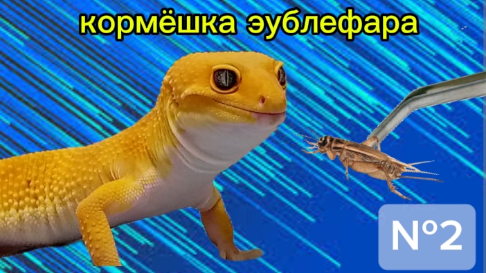 Кормёшка эублефара №2