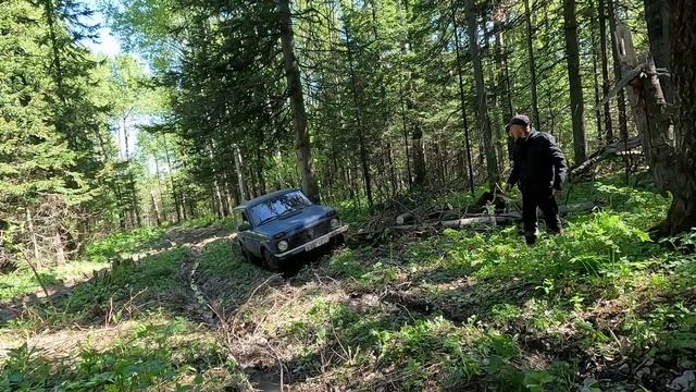 Золотая колба (черемша) и не одного клеща