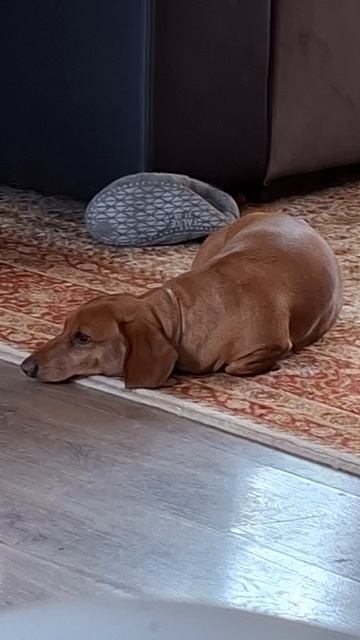Тоска 🐾🦴🌭🐶😍