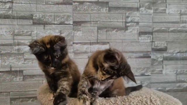 VID-20250628-WA0000.mp4
