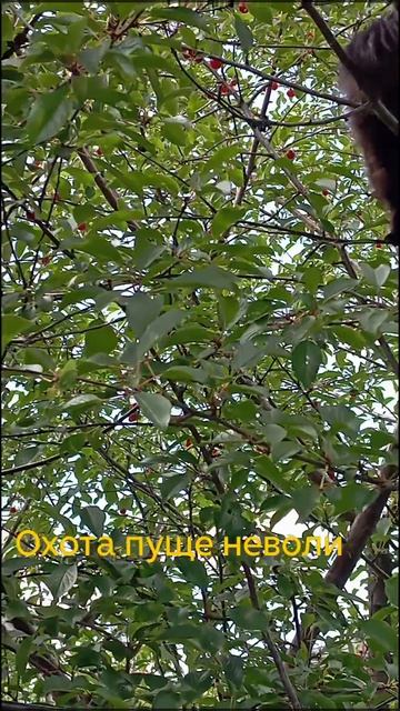 "Охота пуще неволи"