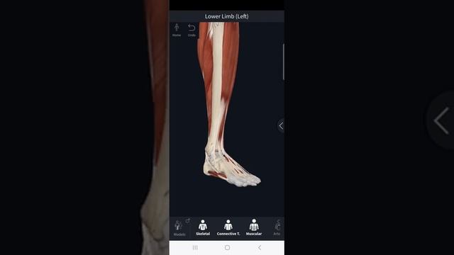 Колени. Инструкция по применению. Биомеханика коленного сустава.