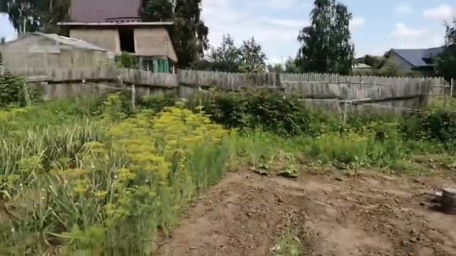 Влог 28 июня 2025 /Наши утки /теплица/огород