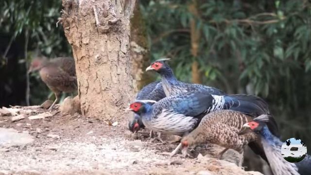 Непальский фазан Lophura Kalij