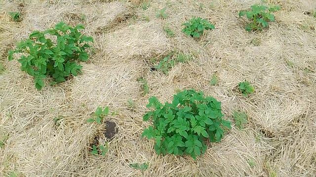 VID_20250628_120343.mp4 огород с картошкой накрытой соломой