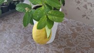 Павловский комнатный лимон.#лимон