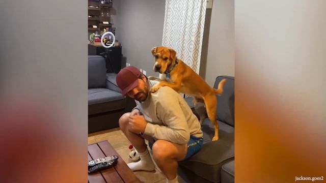 СОБАКА - Это нечто большее, Чем Просто Смешное И Милое - Смешные видео с домашними животными