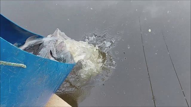 Зарыбление осетром нижнего водоёма 200 кг. Клёвое место, Лосиный остров.