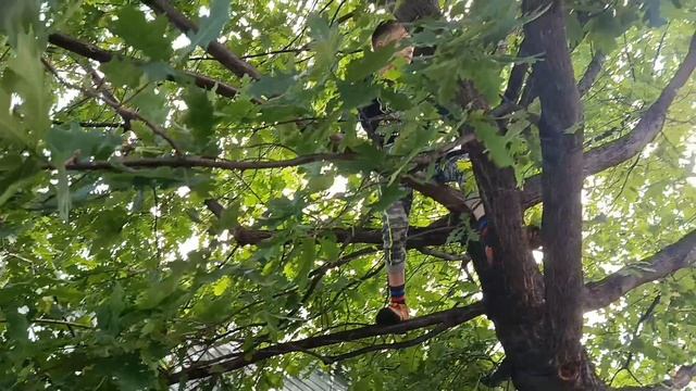 Залезаю на дерево