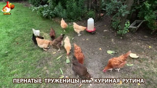 Куры несушки свободного выгула и их обычная куриная рутина – эпизод (492)
