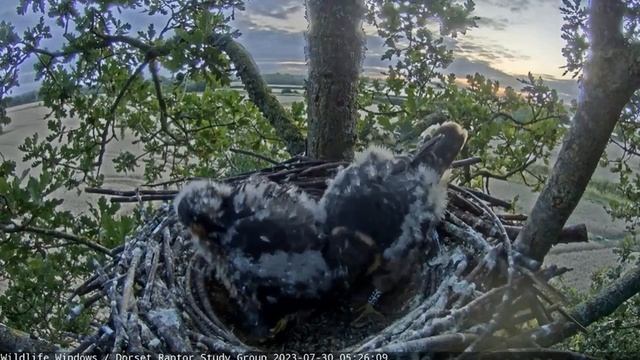 Эгоист в гнезде! Старший птенец сапсана ВОРУЕТ добычу у матери и брата!