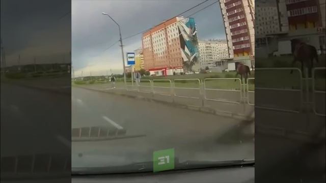 Конь
