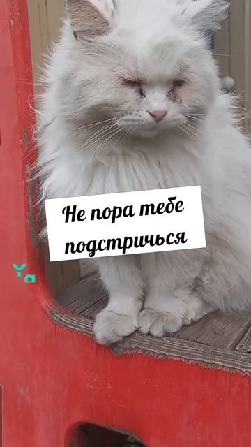 #котики #кошка #киса #домашниеживотные #кошки #пес #собакадругчеловека #собака #собаки #щенок #мимим