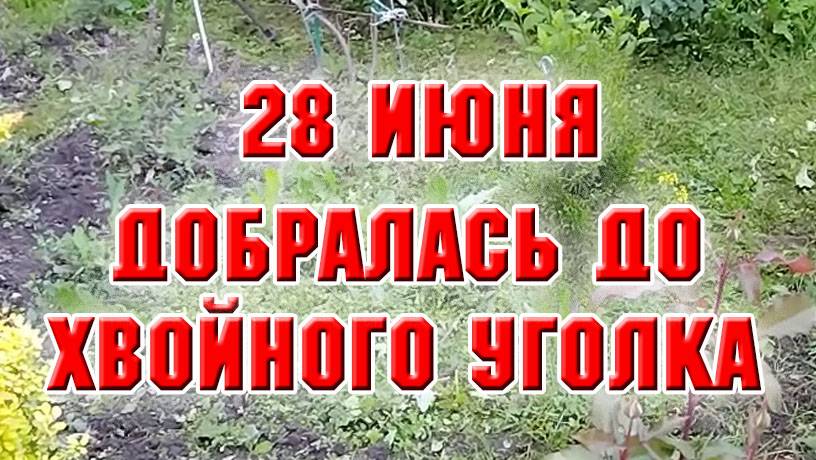 28 июня. Добралась до хвойной клумбы