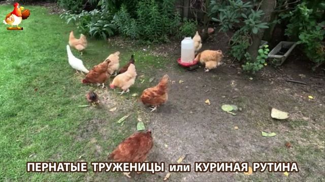 Куры несушки свободного выгула и их обычная куриная рутина – эпизод (493)