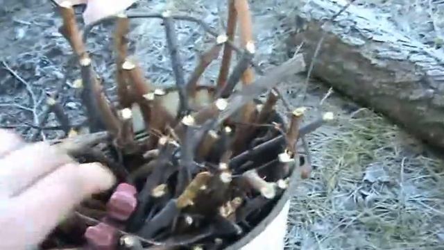 Как коптить сало, мясо  горячего копчения в домашних условиях