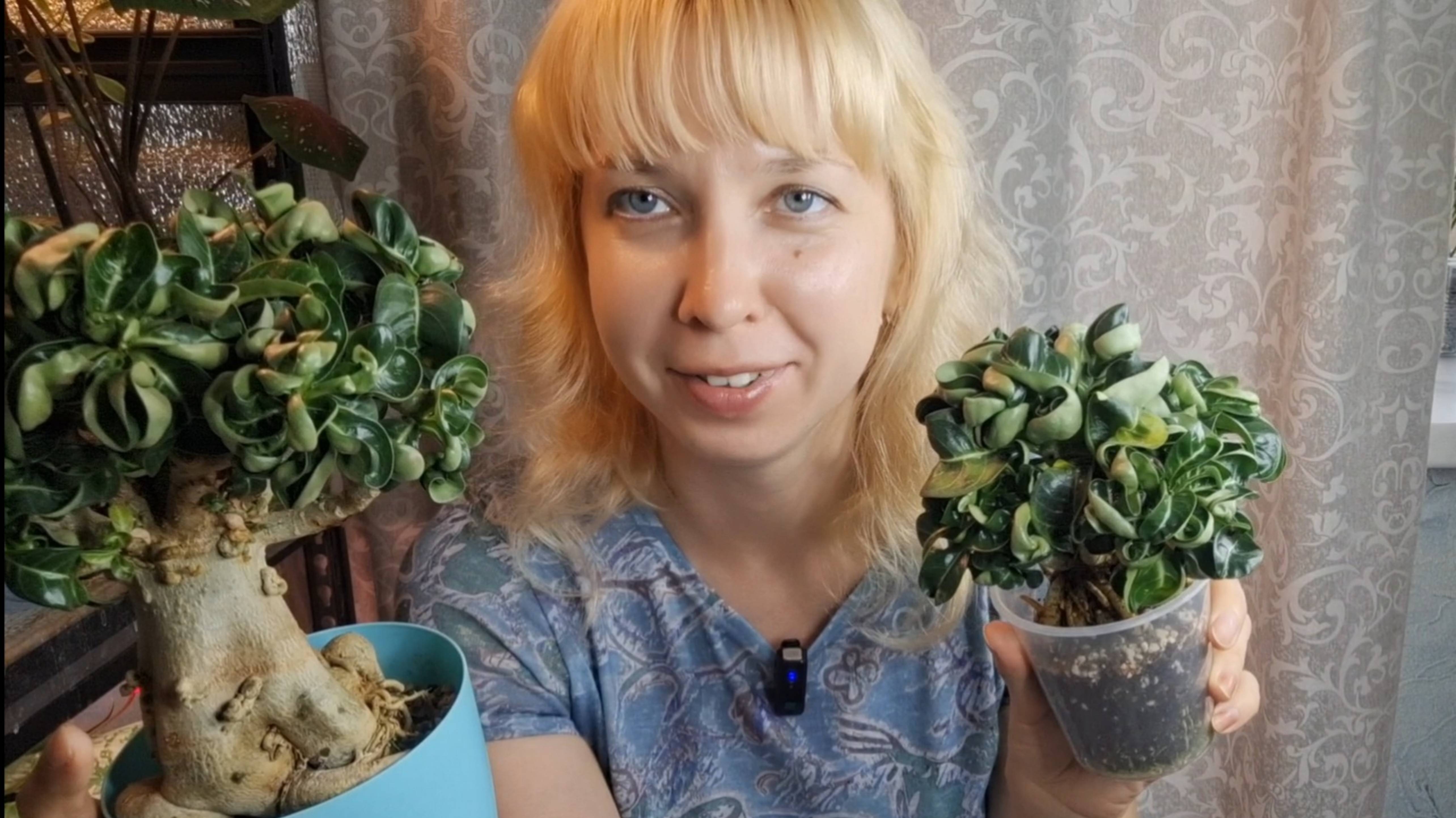 Можно ли пересадить адениум на фитильный полив? Эксперементируем на маленьком барашке.