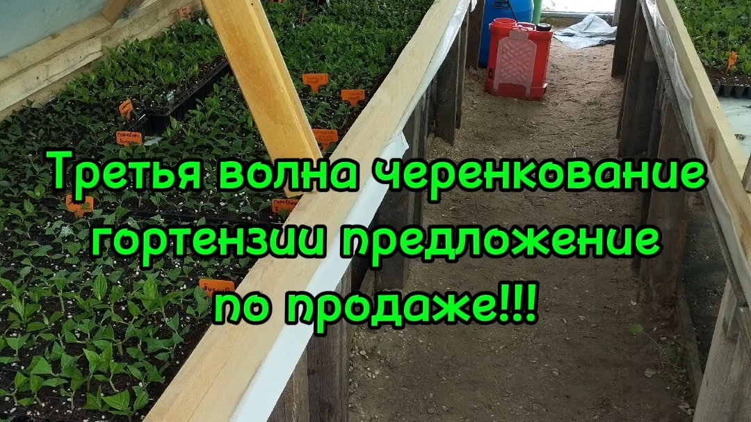🌿Третья волна черенкования гортензии предложение по продаже на август сентябрь45 сортов🌿