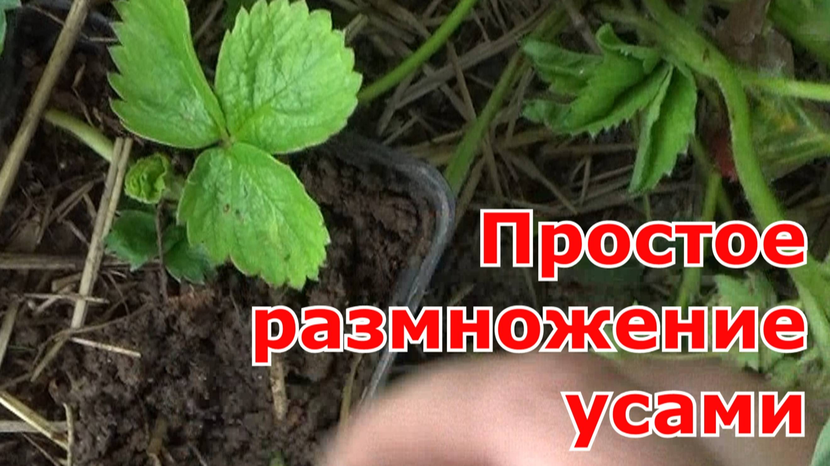 Укоренение усов клубники с помощью стаканчиков