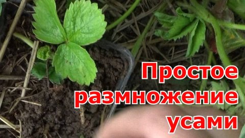 Укоренение усов клубники с помощью стаканчиков
