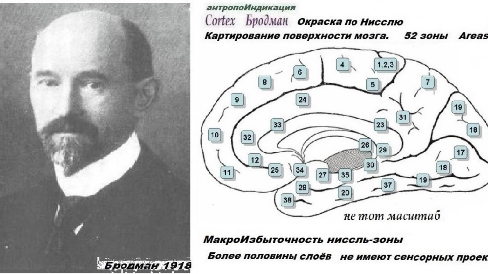 3-3-2+++  Традиционная физиология для теории психики