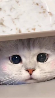 А в КАКОМ Месяце Ты Родился 😲 #cat #юмор #озвучка